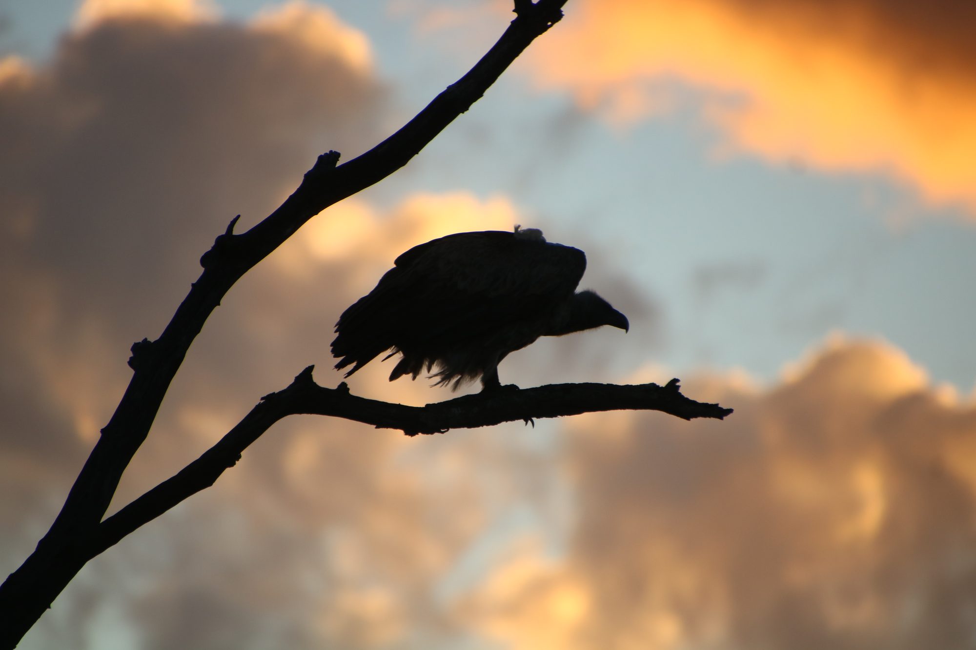 Vulture silhouette against sunset clouds