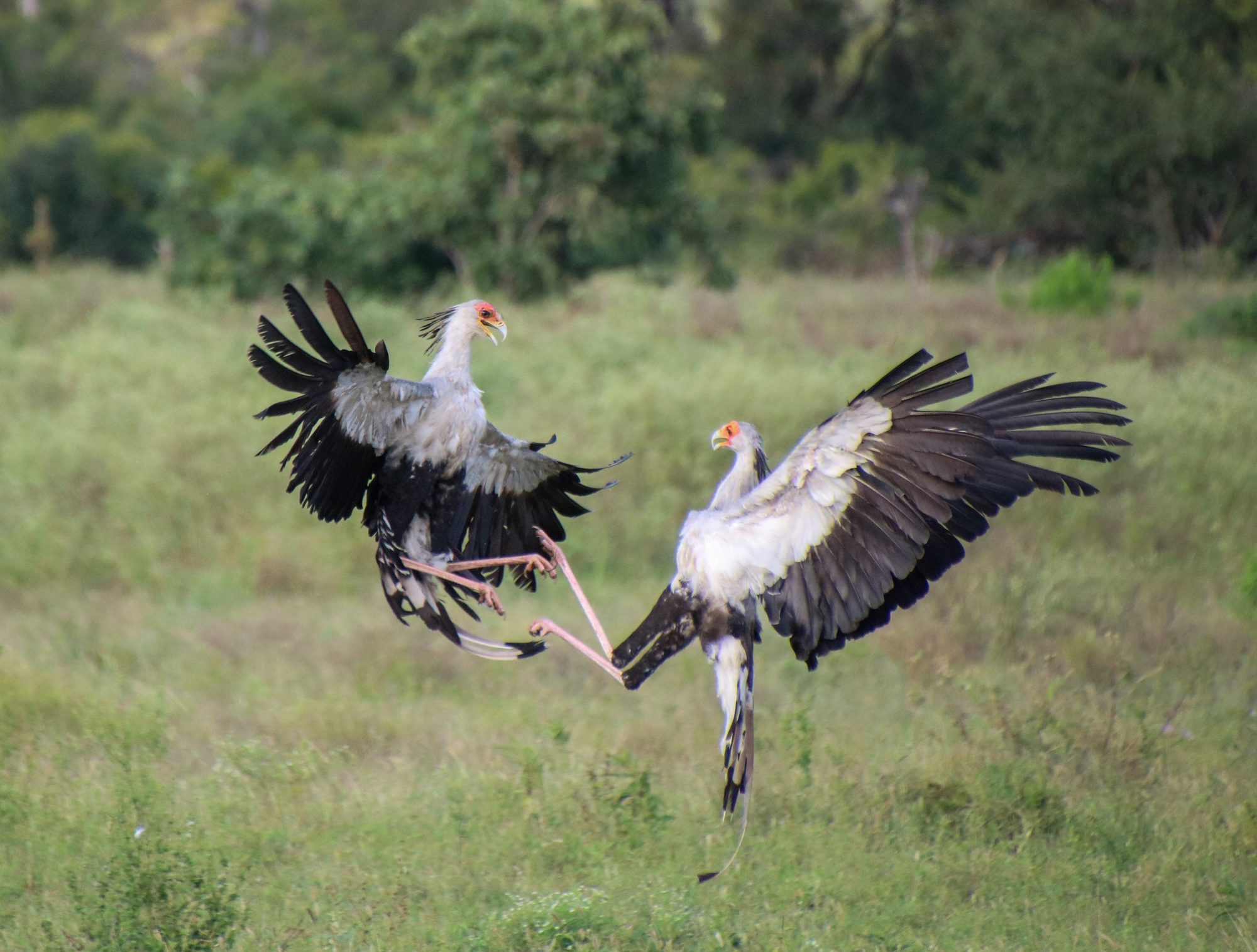 Two secretary birds in flight on the savannah